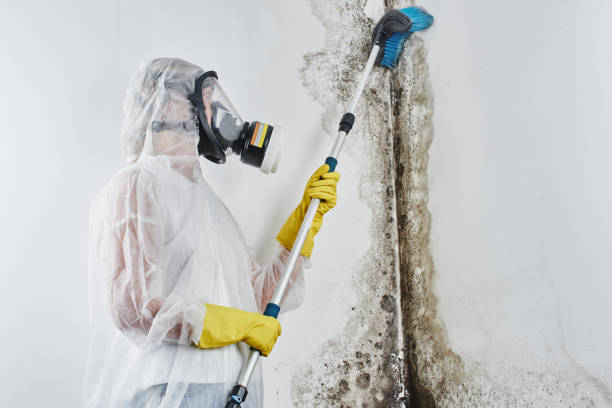 Best Crawl Space Mold Removal  in Effingham, IL