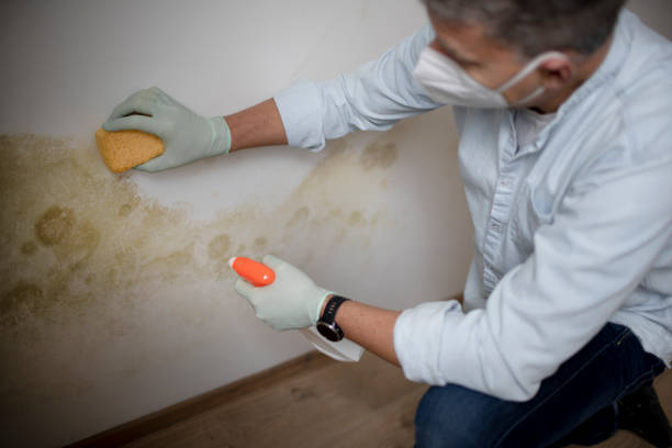 Best Fast Mold Removal  in Effingham, IL