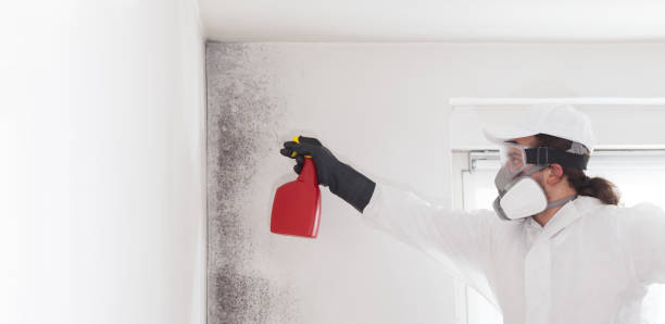 Best Home Mold Removal  in Effingham, IL