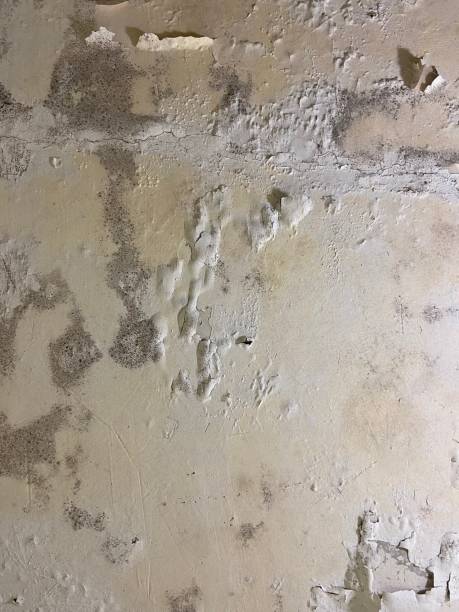 Best Mold Testing  in Effingham, IL
