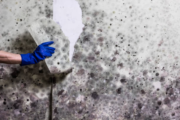 Best Toxic Mold Removal  in Effingham, IL
