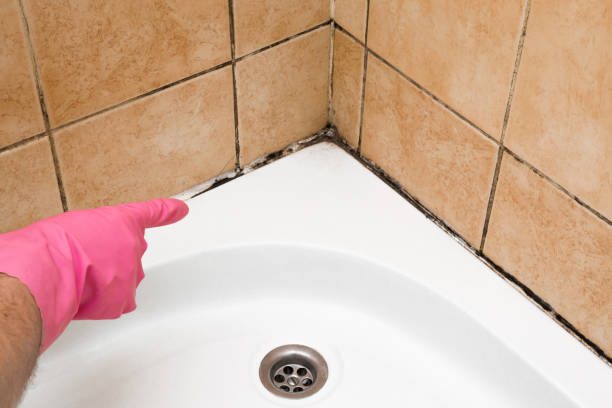 Best Affordable Mold Removal  in Effingham, IL