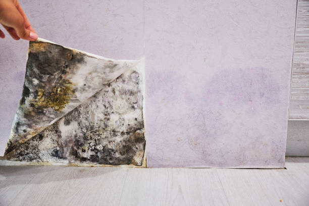 Best Black Mold Removal  in Effingham, IL